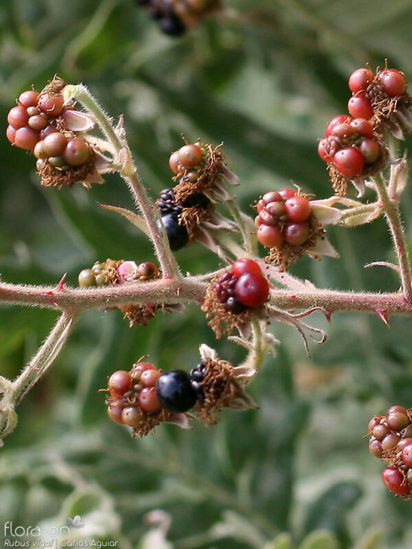 Rubus vigoi - Fruto | Carlos Aguiar; CC BY-NC 4.0