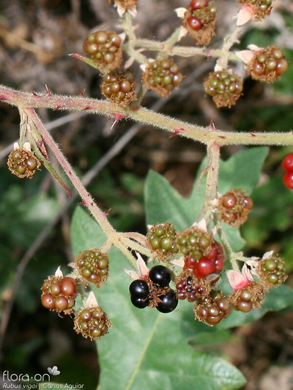 Rubus vigoi - Fruto | Carlos Aguiar; CC BY-NC 4.0
