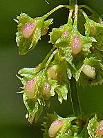 Rumex obtusifolius