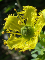 Ruta chalepensis