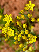Rutaceae