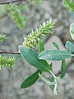 Salicaceae