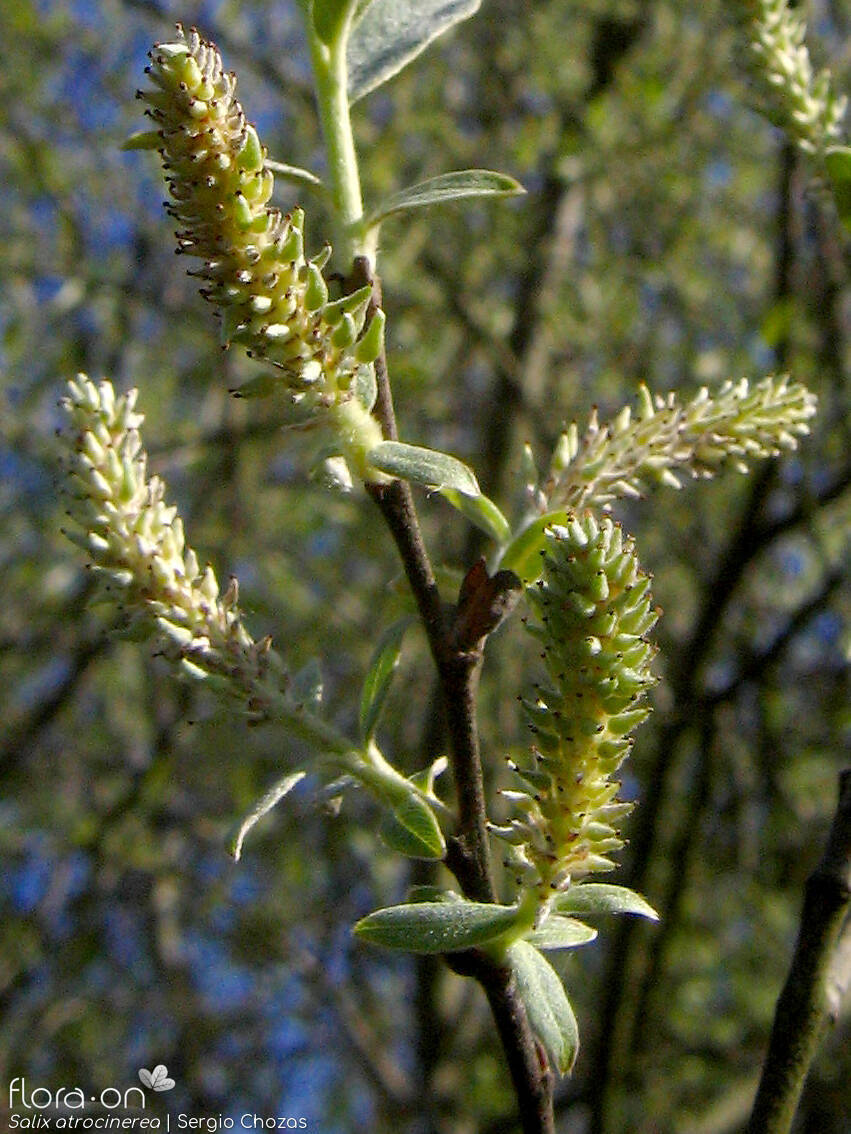 Salix atrocinerea - Flor (geral) | Sergio Chozas; CC BY-NC 4.0
