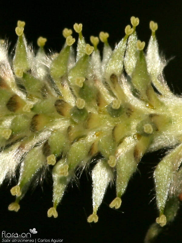Salix atrocinerea - Flor (close-up) | Carlos Aguiar; CC BY-NC 4.0