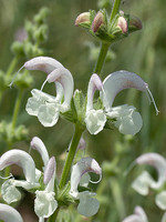 Salvia argentea