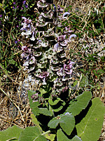 Salvia sclarea