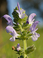 Salvia verbenaca