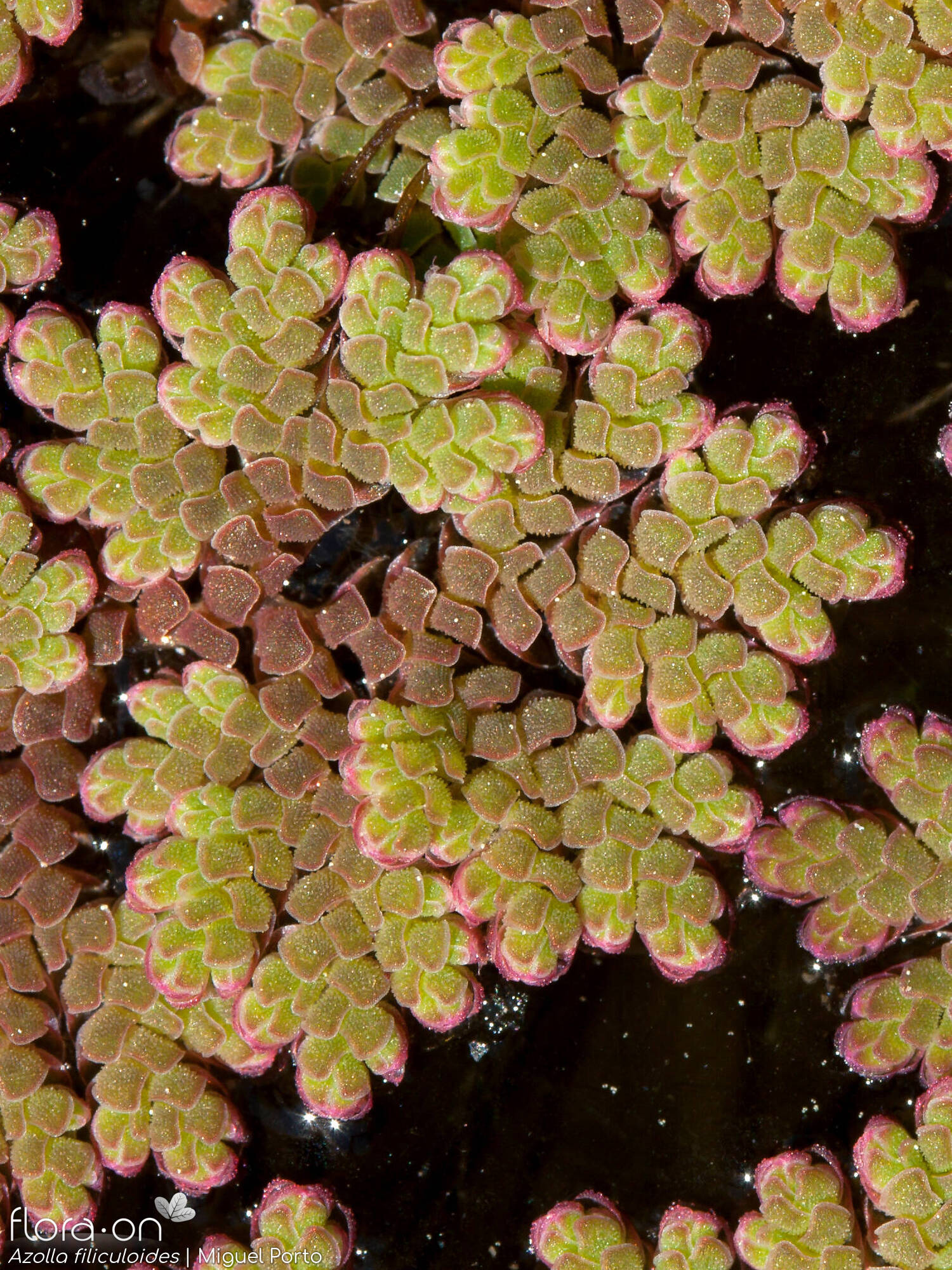 Salviniaceae