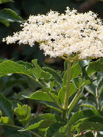 Sambucus nigra