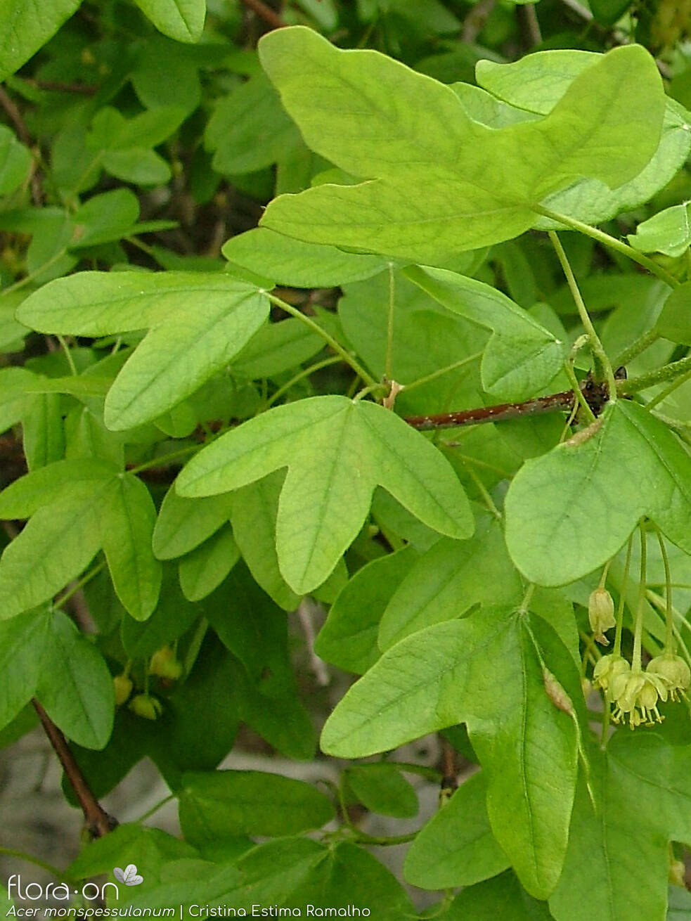 Sapindaceae