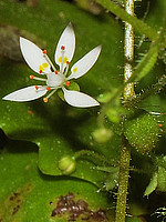 Saxifraga lepismigena