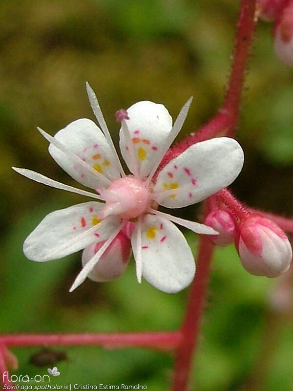 Saxifraga spathularis - Flor (close-up) | Cristina Estima Ramalho; CC BY-NC 4.0