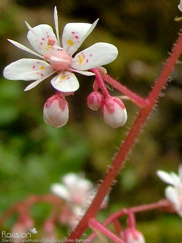 Saxifraga spathularis - Flor (close-up) | Cristina Estima Ramalho; CC BY-NC 4.0