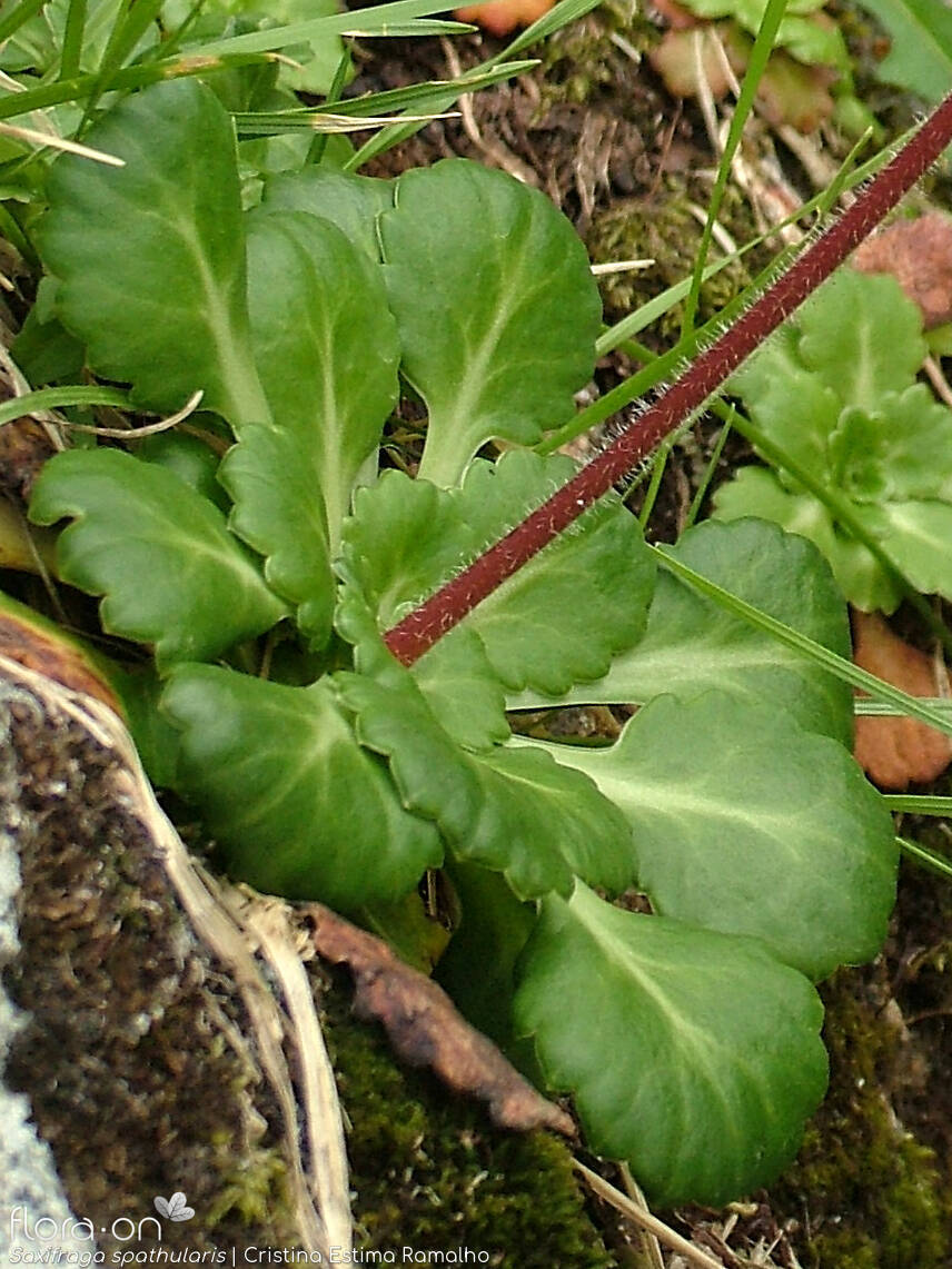 Saxifraga spathularis - Folha (geral) | Cristina Estima Ramalho; CC BY-NC 4.0