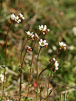 Saxifragaceae