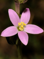 Schenkia spicata