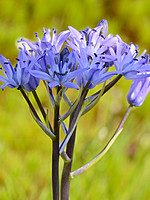 Scilla verna