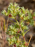 Scleranthus annuus