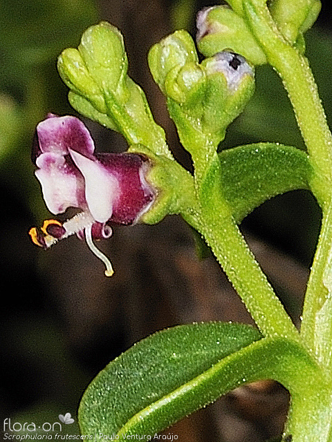 Scrophularia frutescens - Flor (close-up) | Paulo Ventura Araújo; CC BY-NC 4.0