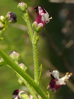 Scrophulariaceae