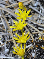 Sedum amplexicaule