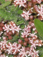 Sedum anglicum