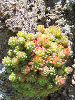 Sedum hirsutum
