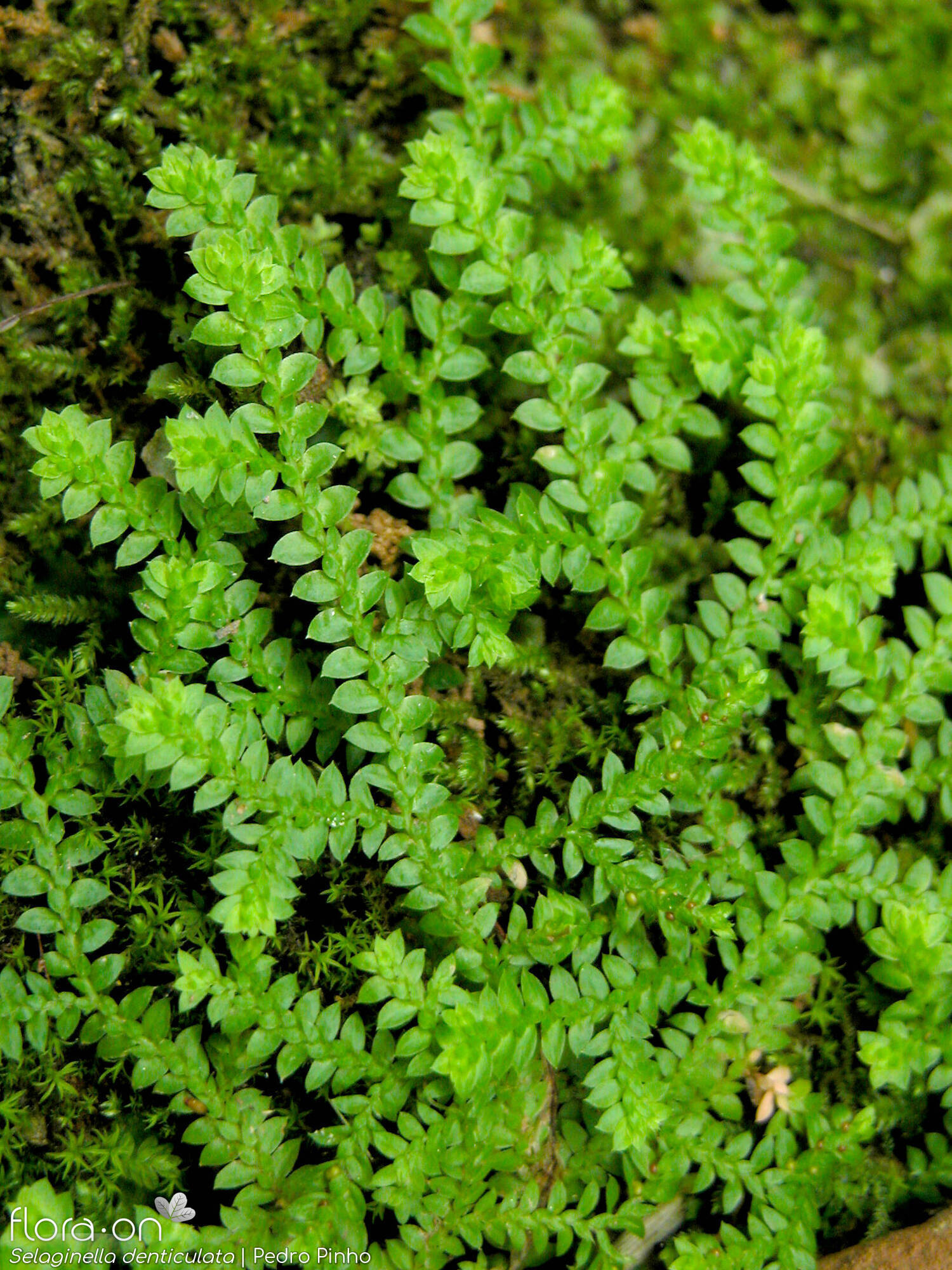 Selaginellaceae