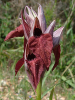 Serapias cordigera
