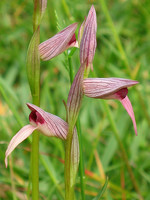 Serapias lingua