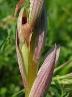 Serapias parviflora