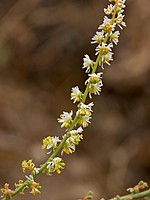 Sesamoides purpurascens