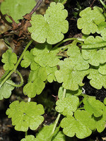 Sibthorpia europaea