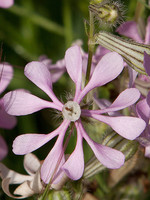 Silene colorata