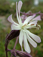 Silene nutans