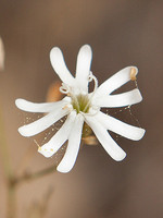Silene portensis