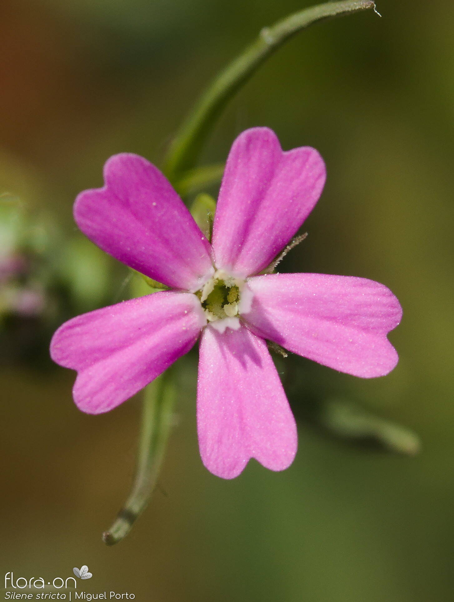 Silene stricta - Flor (close-up) | Miguel Porto; CC BY-NC 4.0