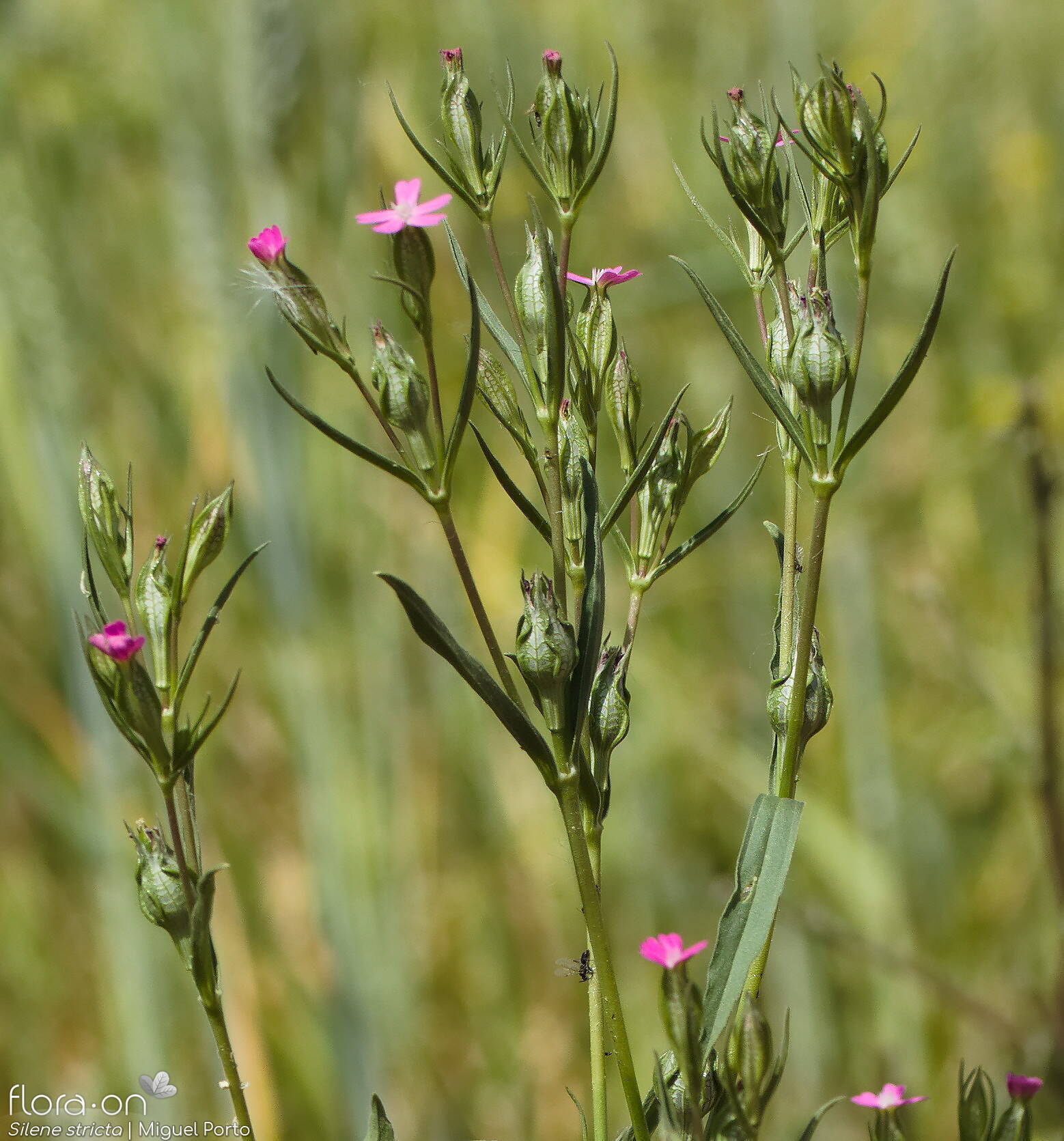 Silene stricta - Flor (geral) | Miguel Porto; CC BY-NC 4.0