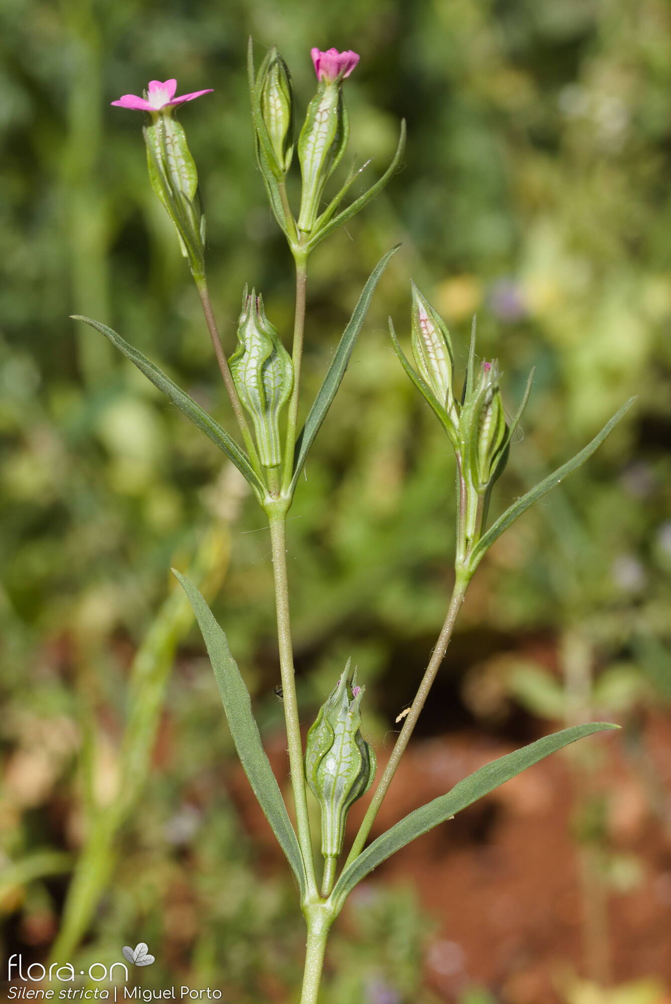 Silene stricta - Flor (geral) | Miguel Porto; CC BY-NC 4.0