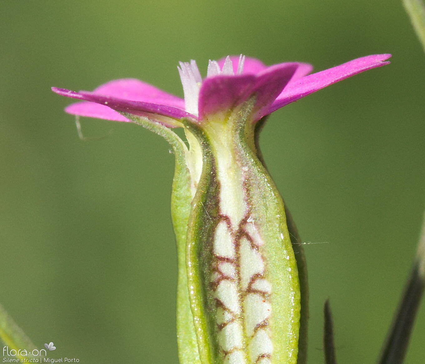 Silene stricta - Flor (close-up) | Miguel Porto; CC BY-NC 4.0