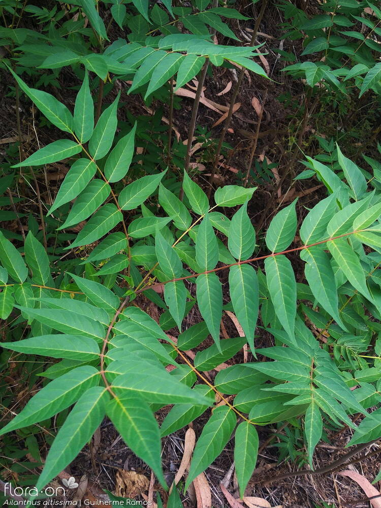 Simaroubaceae