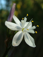 Simethis mattiazzii