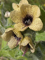 Solanaceae