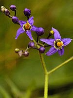 Solanum dulcamara