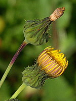 Sonchus asper