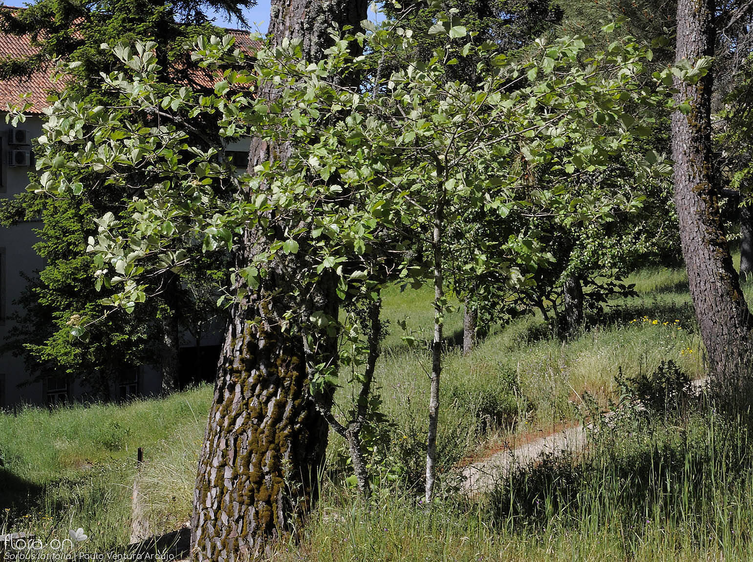 Sorbus latifolia - Hábito | Paulo Ventura Araújo; CC BY-NC 4.0