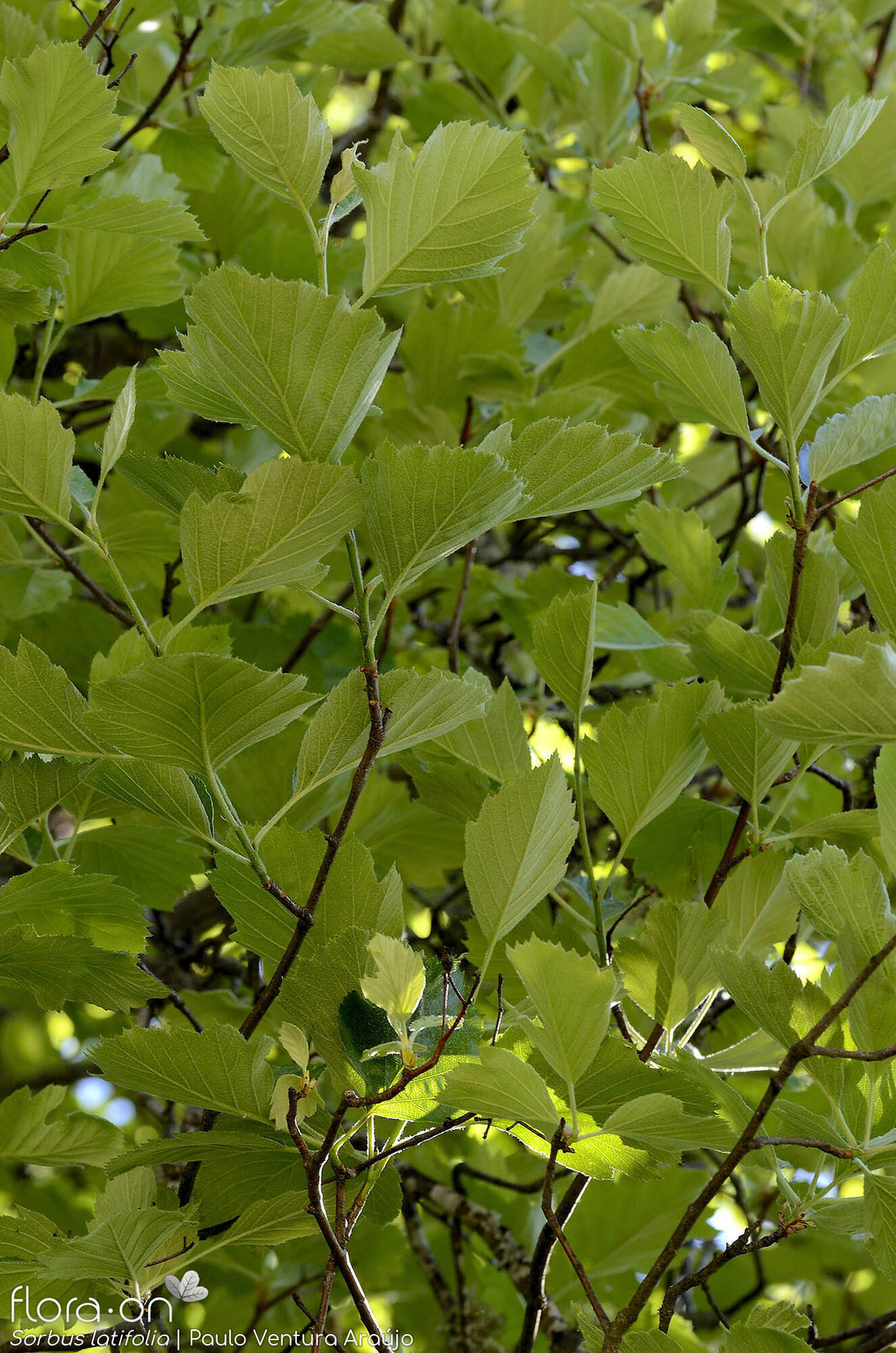 Sorbus latifolia - Folha (geral) | Paulo Ventura Araújo; CC BY-NC 4.0