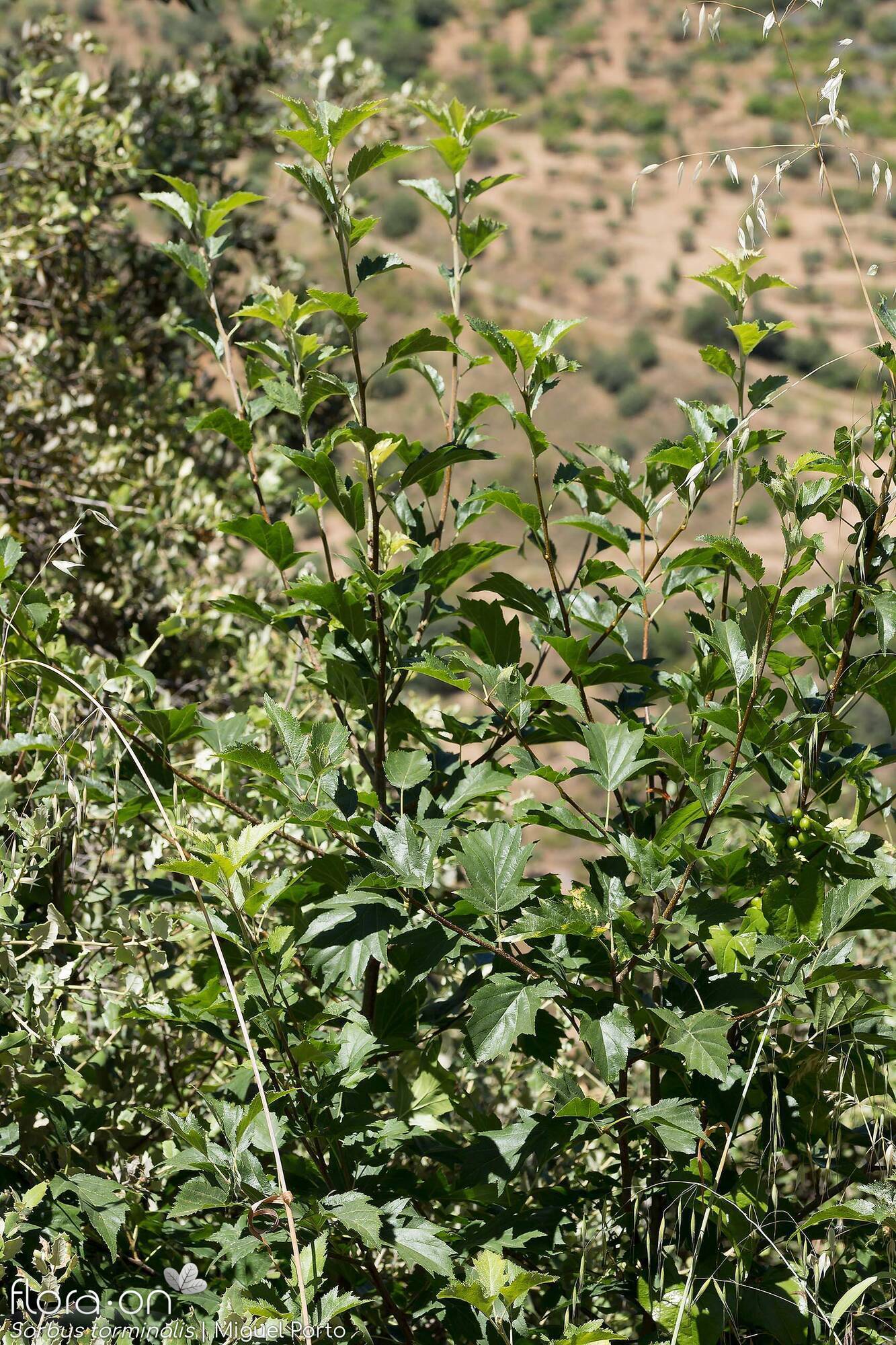 Sorbus torminalis - Hábito | Miguel Porto; CC BY-NC 4.0