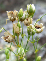 Spergula pentandra