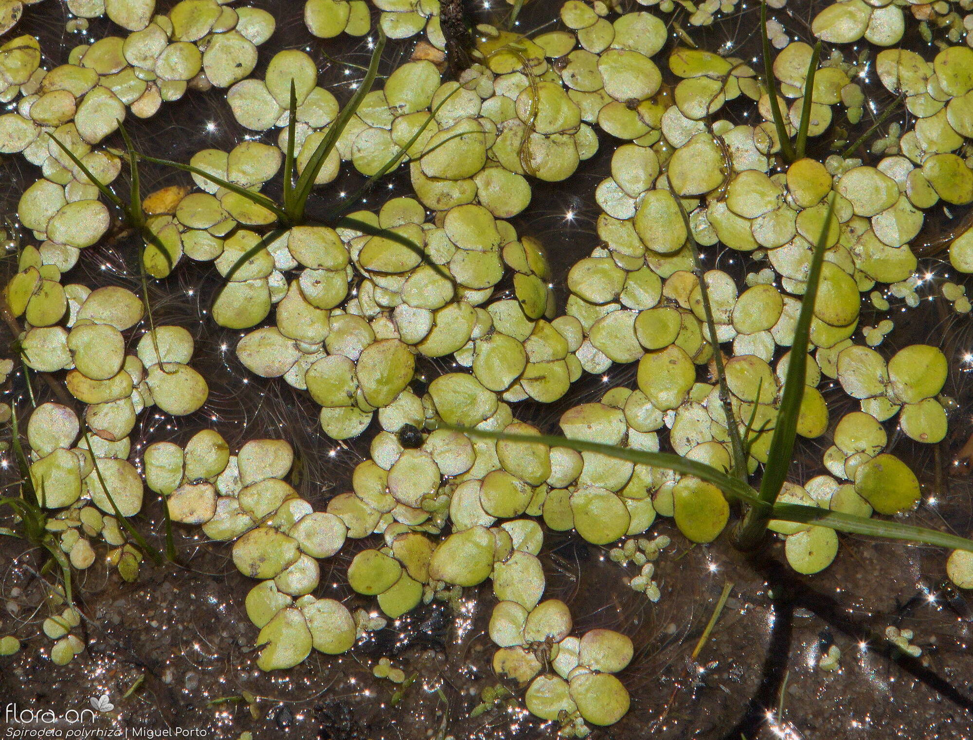 Spirodela polyrhiza - Hábito | Miguel Porto; CC BY-NC 4.0